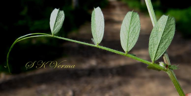 Leaf-Pubescence
